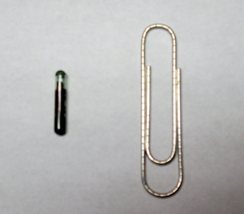 Microchip compared to a paperclip