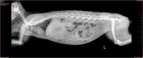 Rabbit, Whole body Radiograph