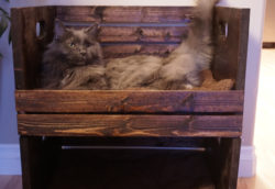 How to Build Cat Bunk Beds Out of Crates